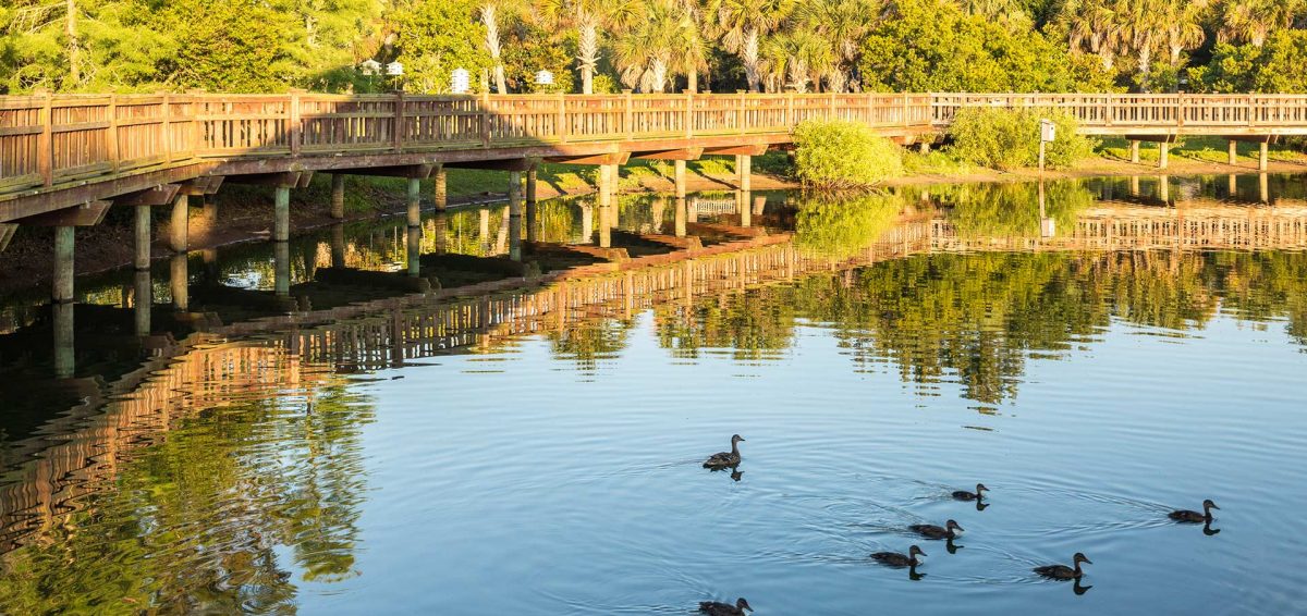 Hike Bird Island Park Ponte Vedra Naturally